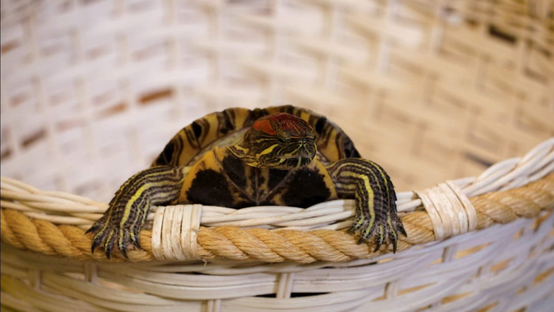 Как правильно содержать красноухую черепаху?