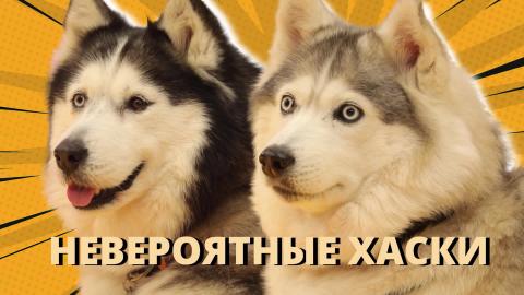 Лапки Live - Супергерои Лапки Шоу